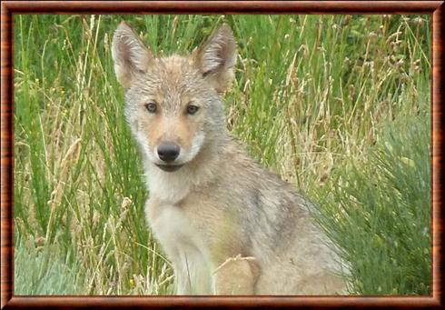 Loup de Mongolie juvénile