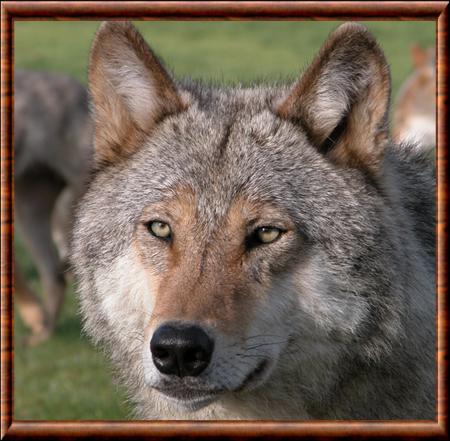 Loup de Mongolie au parc à loups du Gévaudan