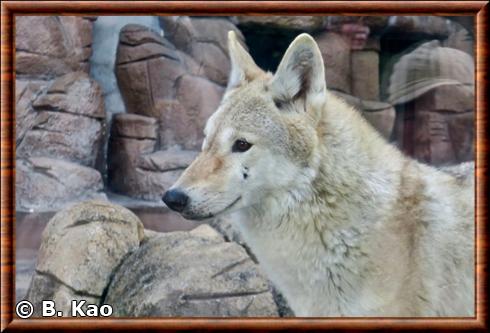 Loup de Mongolie portrait