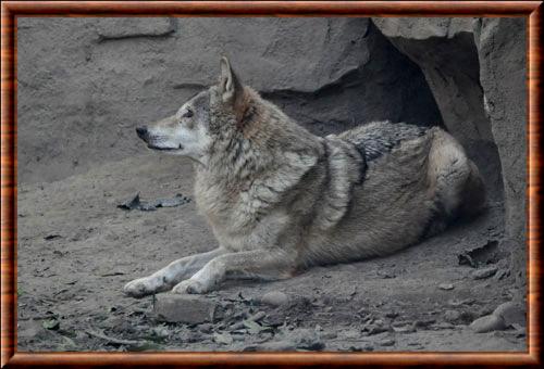 Loup de Mongolie au zoo de Chengdu