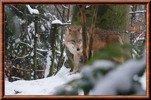 Loup de Mongolie au zoo de Zürich