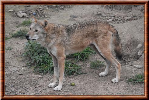 Loup de Mongolie (Canis lupus chanco)