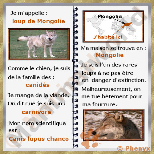 Loup de Mongolie fiche pour enfants