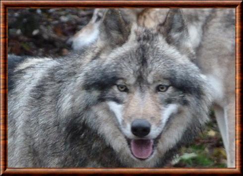 Loup de Sibérie gros plan.jpg