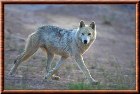 Loup de Sibérie (Canis lupus albus)