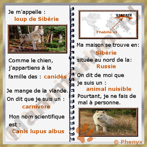 Loup de Sibérie fiche pour enfants