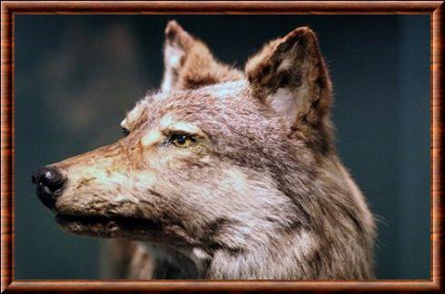 Loup de Terre-Neuve (Canis lupus beothucus)
