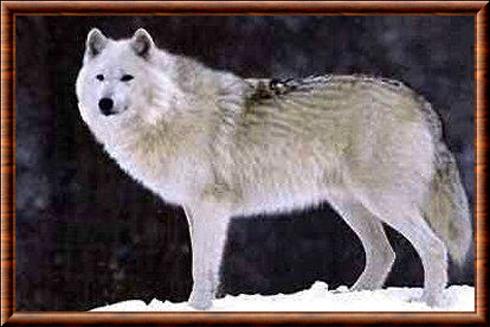 Loup de Terre Victoria (Canis lupus bernardi)