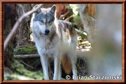 Loup de Vancouver Central Coast