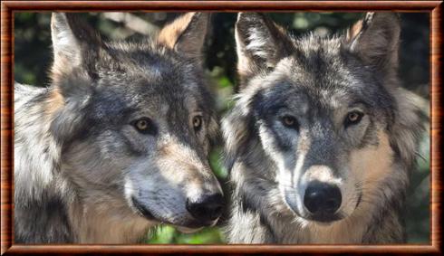 Loup de Vancouver gros plan