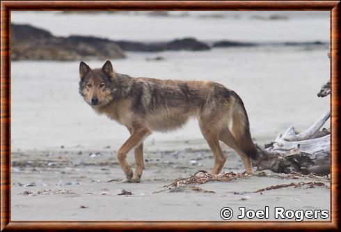 Loup de Vancouver au Kyuquot Sound