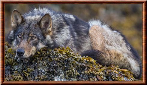 Loup de Vancouver (Canis lupus crassodon)