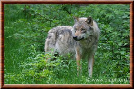 Loup des Carpathes