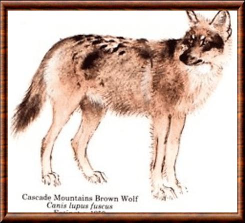 Loup des chaînes de Cascade (Canis lupus fuscus)