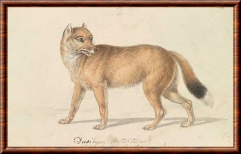 Loup des Falkland dessin