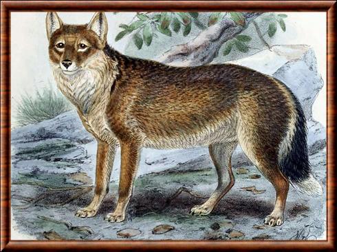 Loup des Falkland