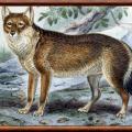 Loup des falkland