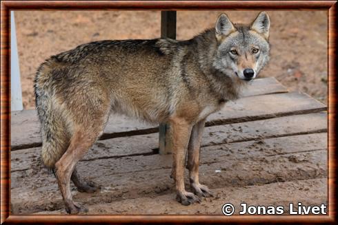 Loup des indes au zoo d'Istanbul