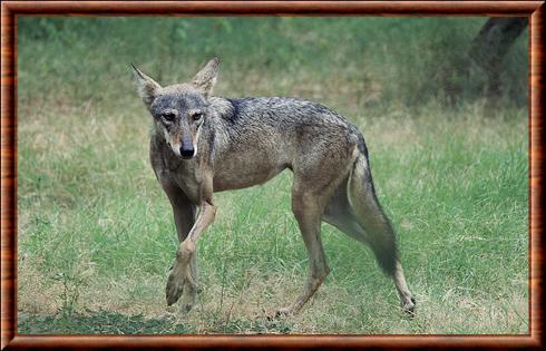 Loup des indes au zoo de Jaipur