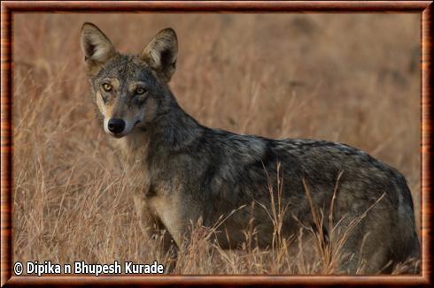 Loup des indes (Canis lupus pallipes)