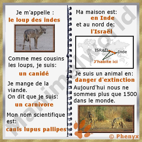 Loup des Indes fiche pour enfants