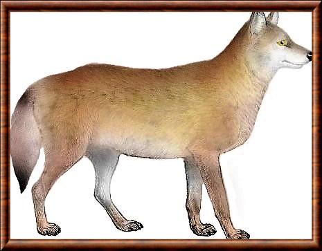 Loup des montagnes Mogollon (Canis lupus mogollonensis)