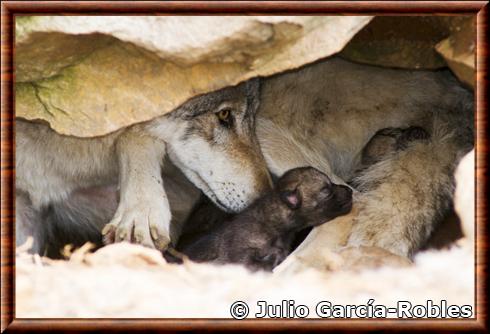 Loup des plaines femelle.jpg