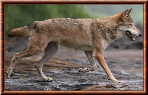 Loup des plaines au Minnesota