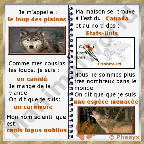 Loup des plaines fiche pour enfants