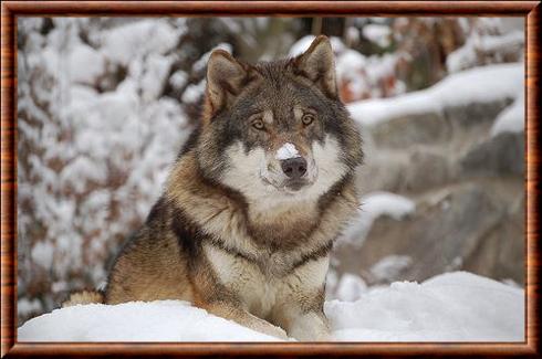 Loup des rocheuses septentrionales (Canis lupus irremotus)