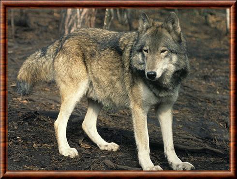 Loup des steppes (Canis lupus campestris)
