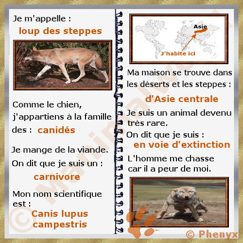 Loup des steppes