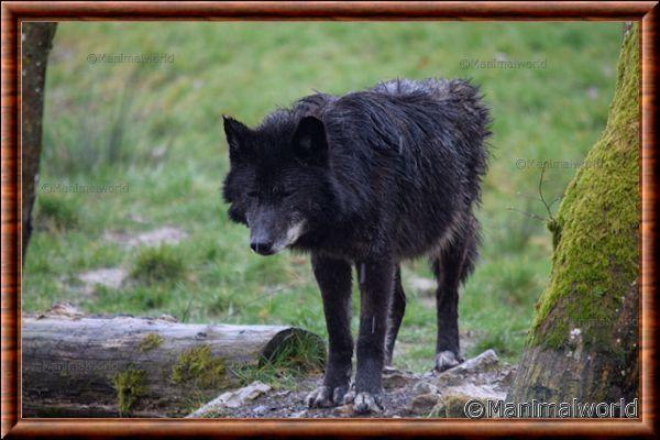 Le loup Canis dirus a vécu au Canada à l'ère glaciaire