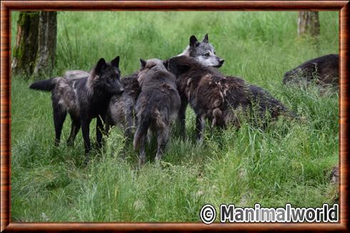 Loup du Canada en meute.jpg