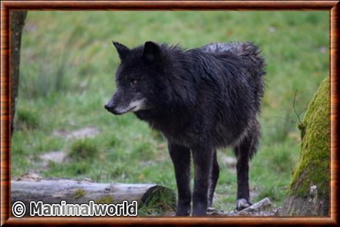 Loup du Canada au parc de Sainte-Croix