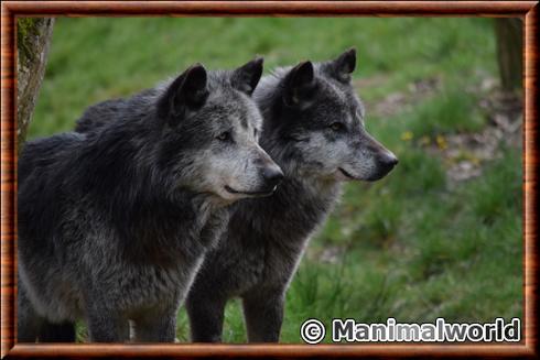 Loup du Canada (Canis lupus occidentalis)