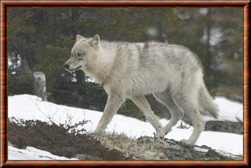 Loup du Labrador (Canis lupus labradorius)