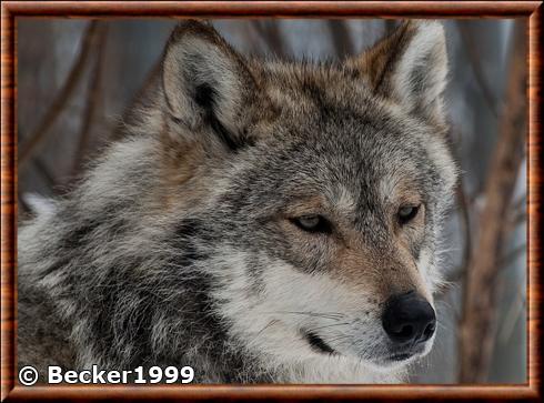 Loup du Mexique portrait.jpg