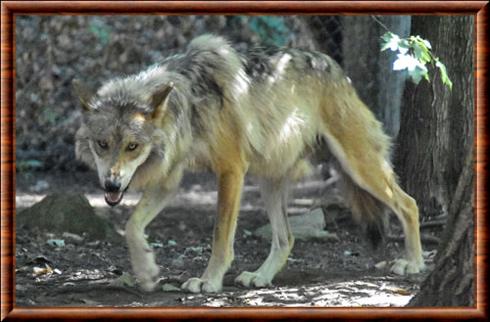 Loup du Mexique au zoo de Cleveland