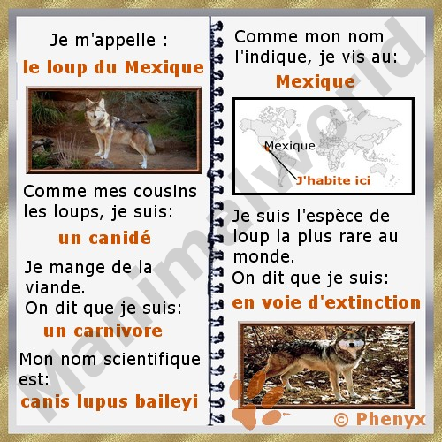 Loup du Mexique fiche pour enfants