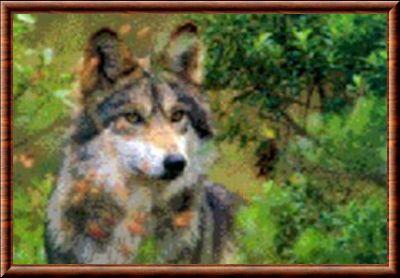Loup du Texas (Canis lupus monstrabilis)