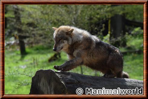 Loup européen au parc animalier de Sainte-Croix