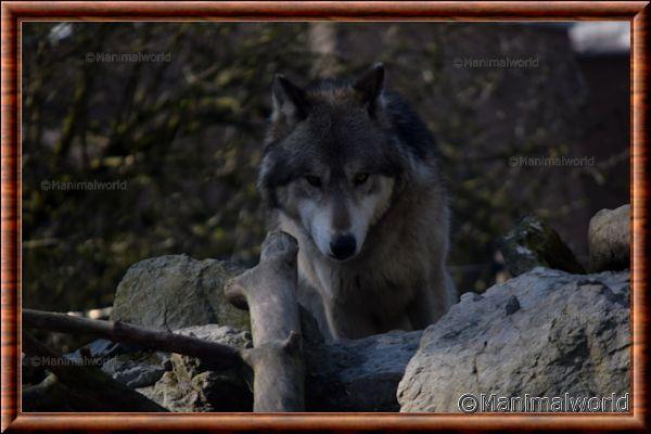 Loup gris 08