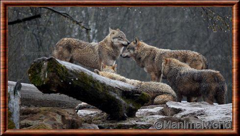 Loups gris commun en meute