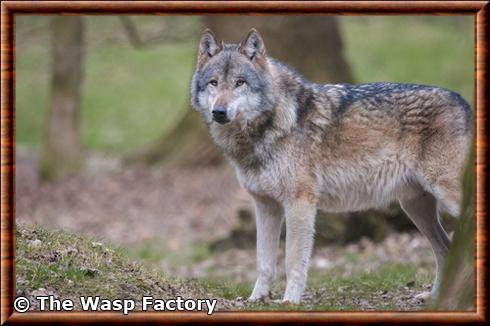 Loup-gris-commun-parc-animalier-de-sababurg.jpg