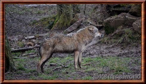 Loup gris commun au parc de Sainte-Croix