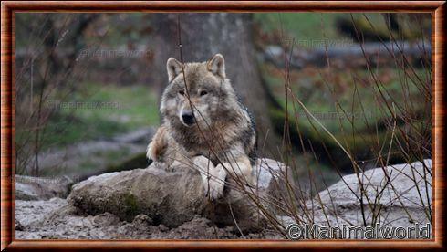 Loup gris commun de Rhodes