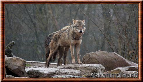 Loup gris commun (Canis lupus lupus)