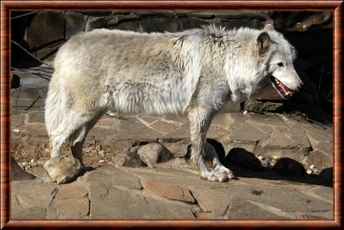Loup gris de Sibérie