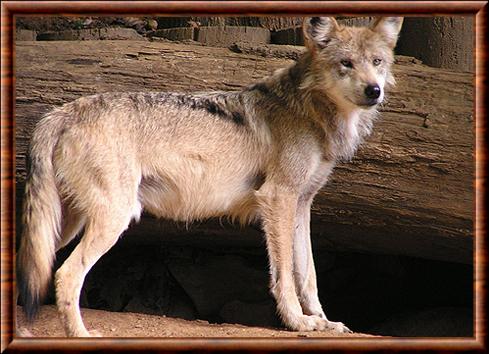 Loup gris du Mexique